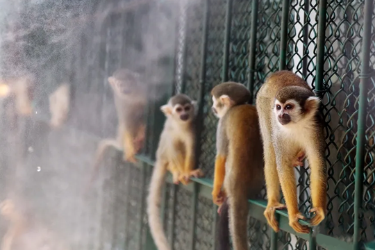  郑州野生动物园喷雾降温案例