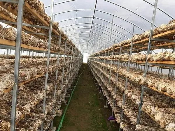 高温下，如何保证食用菌生产？——喷雾加湿设备